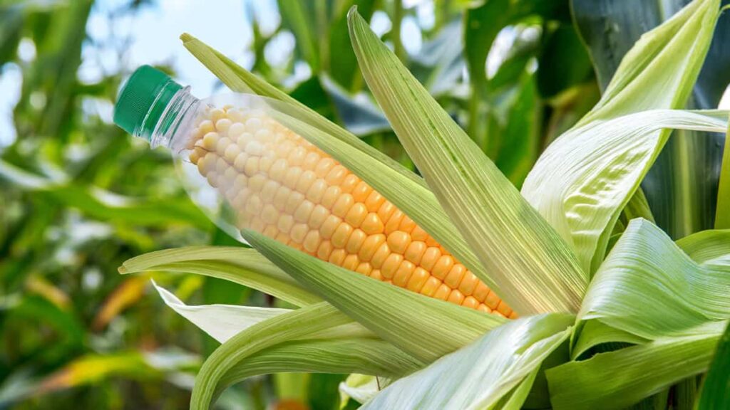 plastic bottle on corn